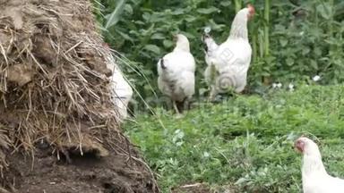 在堆肥堆附近的<strong>村子</strong>里，各种各样的鸡和公鸡在菜园里跑来跑去